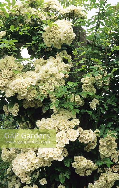 rosier grimpant Rosa Astra Desmond sur pilier arbuste fleur d'été blanc