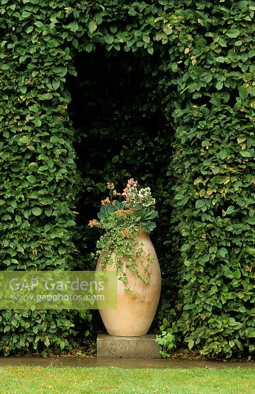 Vann Surrey French pot Ivy Echeveria Pelargoniums en arc alcôve en haie de hêtres