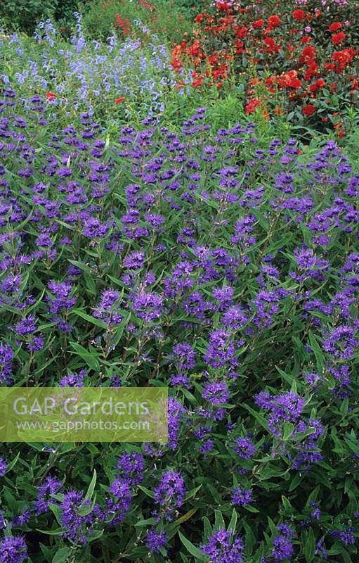 RHS Wisley Surrey Caryopteris x clandonensis Ferndown