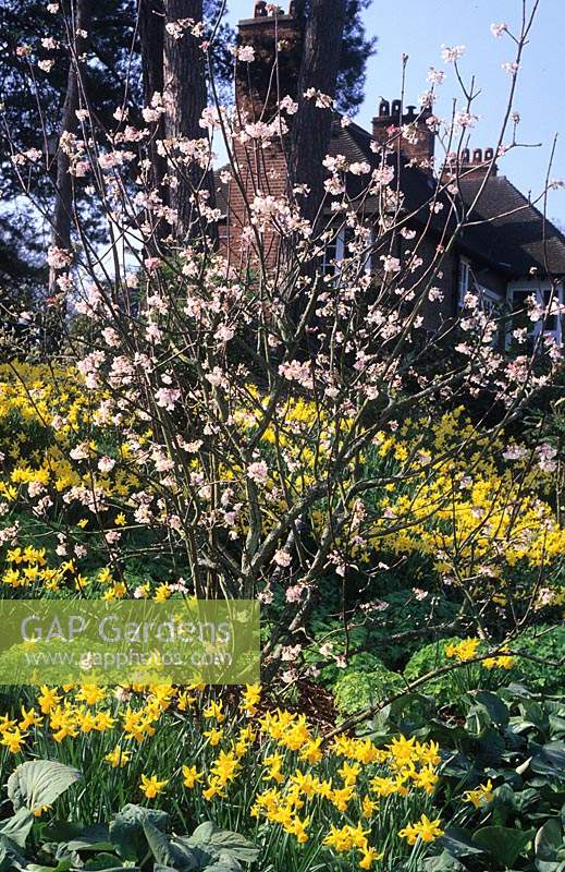 RHS Wisley Surrey Viburnum grandiflorum Jonquilles Blanche Neige Narcisse Février Or