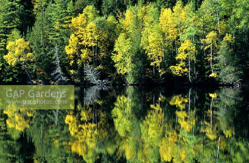 bouleaux et pins reflétée le long de la rivière Kennebec Maine USA