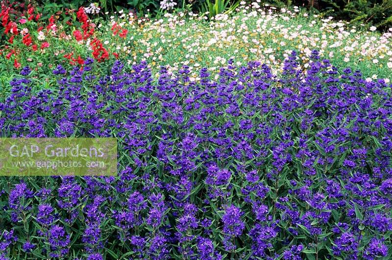 Caryopteris x clandonensis Ferndown