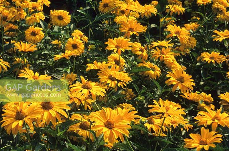 Heliopsis helianthoides subsp scabra Sommersonne