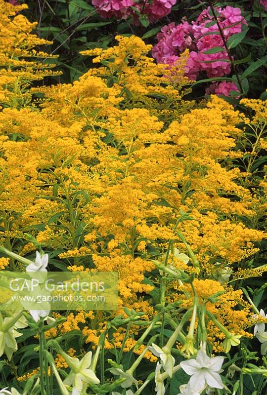 tige d'or Solidago Goldenmosa