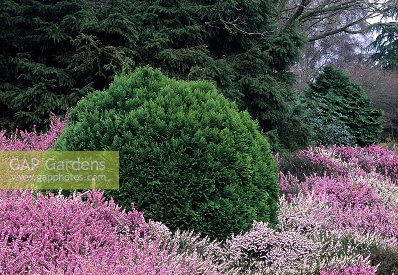 Valley Gardens Surrey Chamaecyparis lawsoniana 'Minima' avec Erica x darleyensis hybrides nain d'hiver conifère vert février