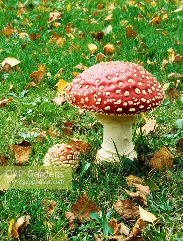 voler, champignon agaric, Amanita, muscaria, dans, automne, pelouse