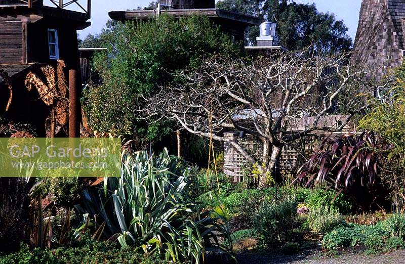 jardin privé Mendocino California Design Jaen Treesinger Astelia Silver Sword