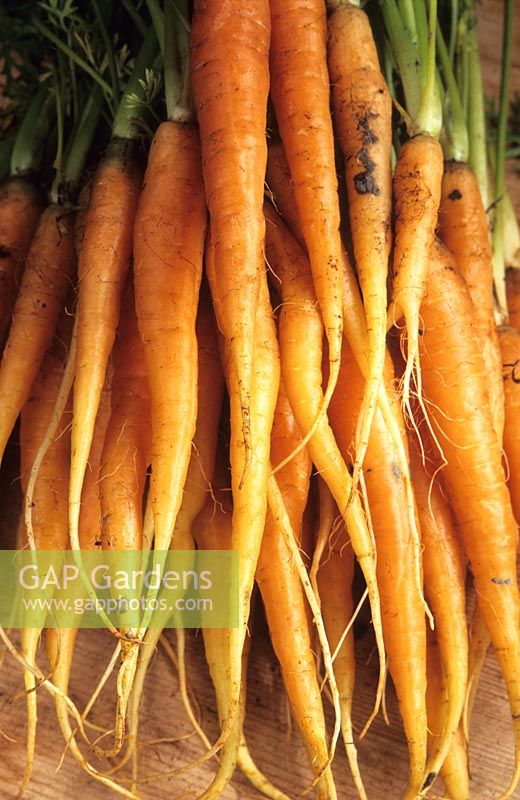 tas de carottes fraîchement tirées
