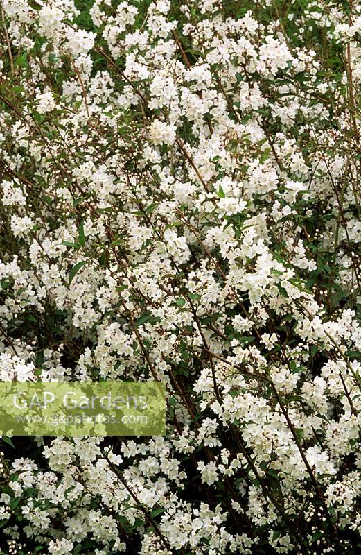 Deutzia x elegantissima Fasciculata