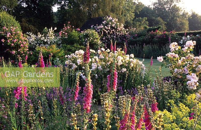 Digitales Frith Lodge Sussex digitales purpurea dans jardin avec roses