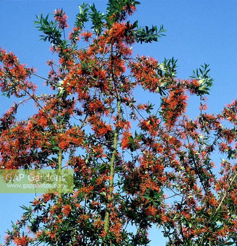 Buisson de feu chilien Embothrium coccineum