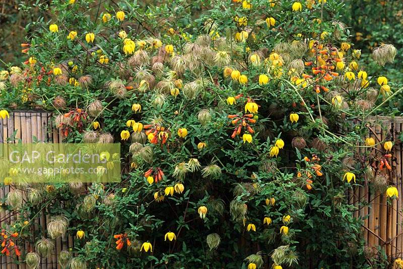 Chiliam gloire fleur Eccremocarpus scaber Clematis tangutica