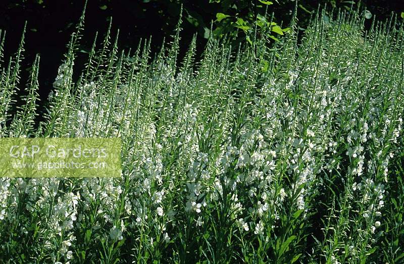 Epilobium angustifolium f. album fleur d'été boisé ombre vivace blanc juillet hauteur