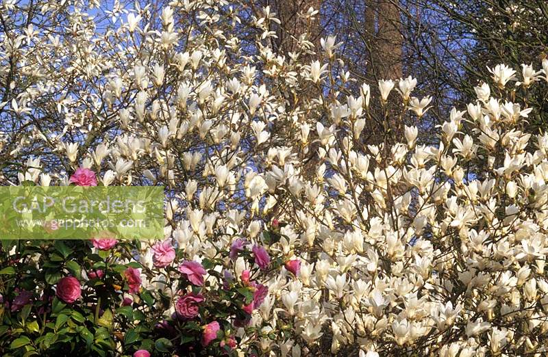 Stardust de Magnolia Pickard avec Camellia Elizabeth Anderson