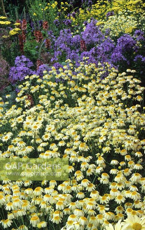Hampton Court FS 2000 Design Landart Sauce Anthemis Hollandaise Chrysanthemum Campanula