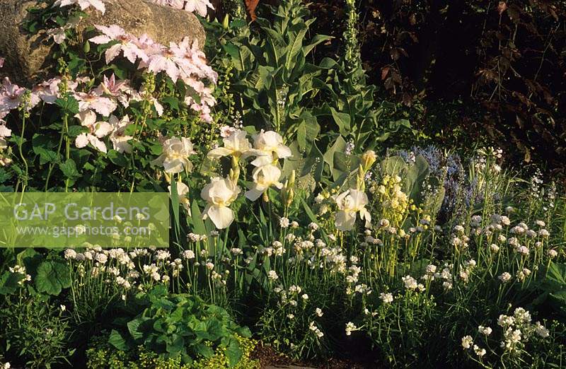 Chelsea FS 1997 Design Christine Pritchard parterre de fleurs sur le thème de couleur blanche avec Clematis Iris Primula et Alliums