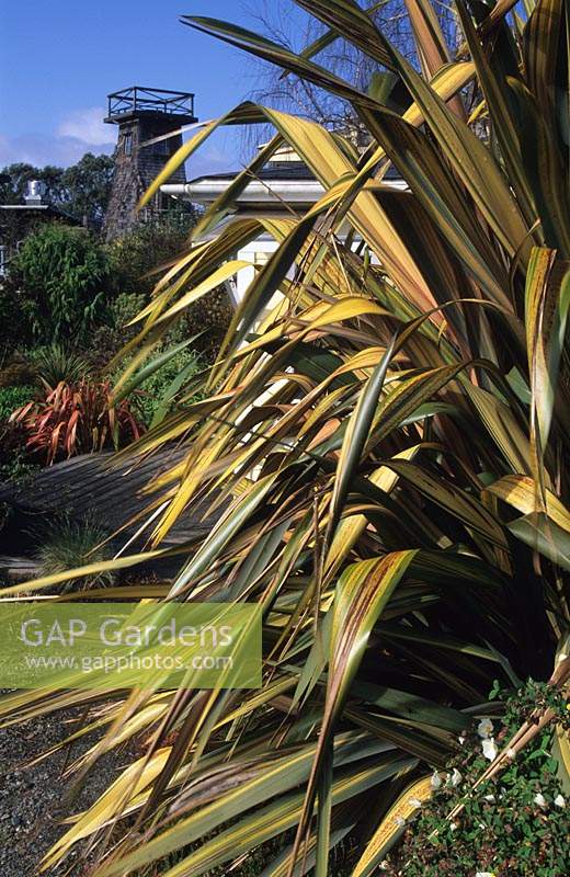 Jardin privé Mendocino California Design Jaen Treesinger Phormium Maori Sunset