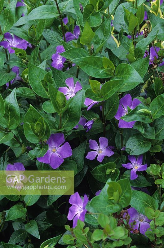 Grande pervenche Vinca major couvre-sol de floraison d'été fleurs à fleurs violettes