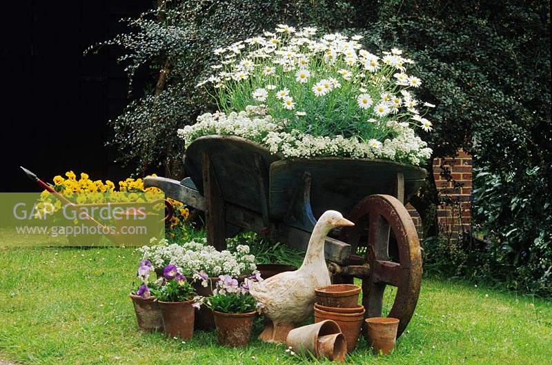 Brouette en bois utilisée comme pot recyclé pour les marguerites blanches et Alyssum Viola Cottage Garden