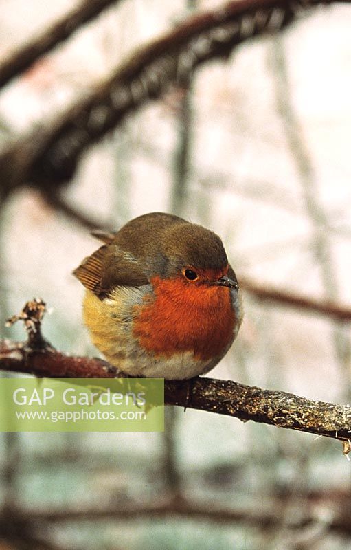Robin en hiver sur une branche avec des plumes pelucheuses contre le froid