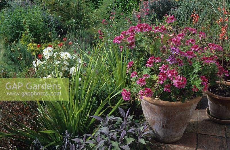 Brows Hill Gloucestershire Design Pamela Woods pélargoniums roses en pot en terre cuite