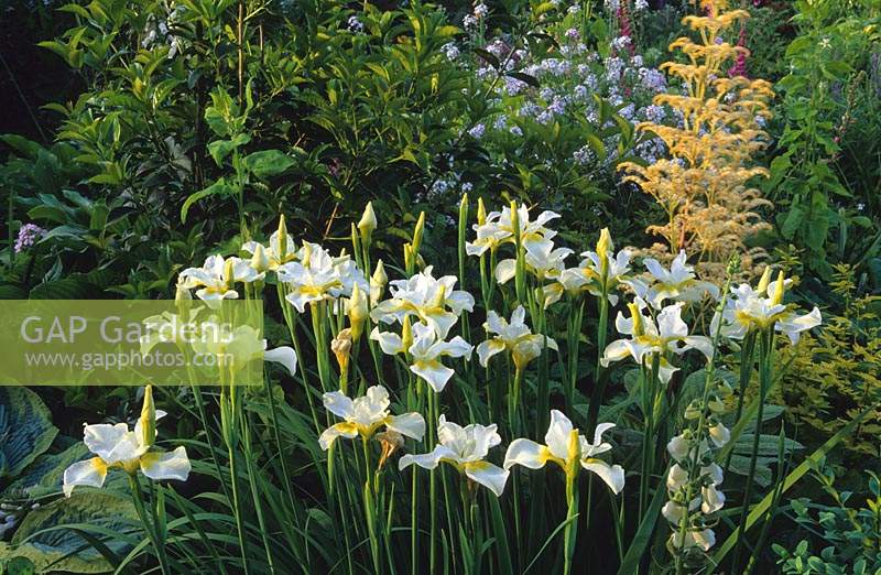 Iris orientalis en parterre de fleurs à la fin du printemps