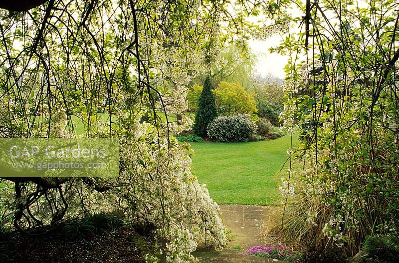 Hirondelle Hayes Shropshire cherry pleureur Prunus Yoshino Pendula Arch dans l'arbre avec vue sur le jardin Fleur de printemps