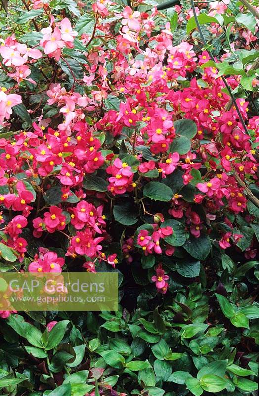 Begonia semperflorens Kalinka Rouge et Rose à feuilles persistantes à racines fibreuses