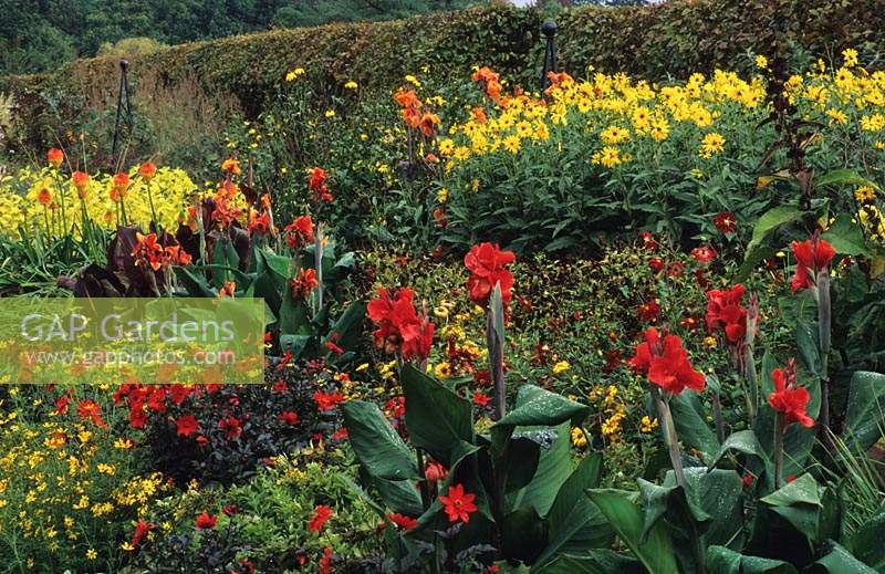 RHS Wisley Surrey parterre de fleurs herbacées de couleur chaude Président Dahlia Tally Ho Helianthus rigidus Bidens Déesse dorée