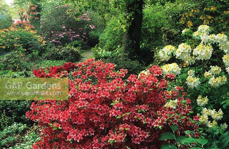 Spinners Hampshire Woodland garden avec rhododendrons et Cornus canadensis Spring flower shadow woodland red