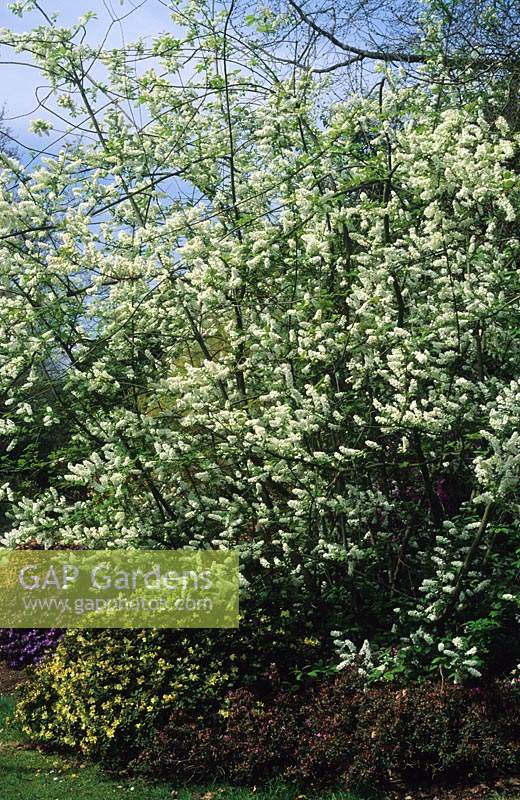 cerisier en fleurs Prunus padus fleur de printemps arbre fleur blanc