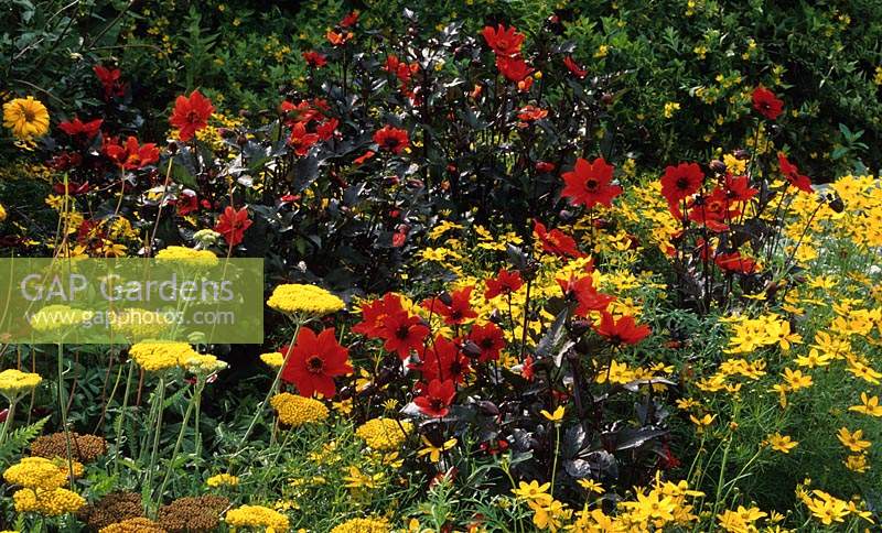 RHS Wisley Surrey parterre de fleurs hébacées fin d'été avec des fleurs de couleur chaude Dahlia Tally Ho Bidens derulifolia Golden Goddess