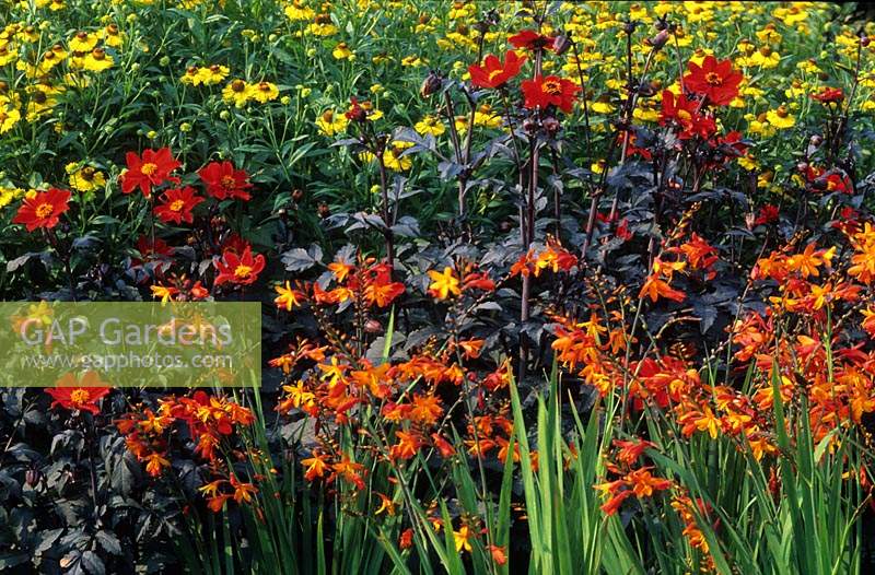 RHS Wisley Surrey parterre herbacé à la fin de l'été Crocosmia Jackanapes Dahlia Tally Ho Helenium Gartensonne