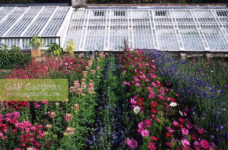 Jardin perdu de Heligan Cornwall coupe des parterres de jardin avec des annuelles colorées et une serre