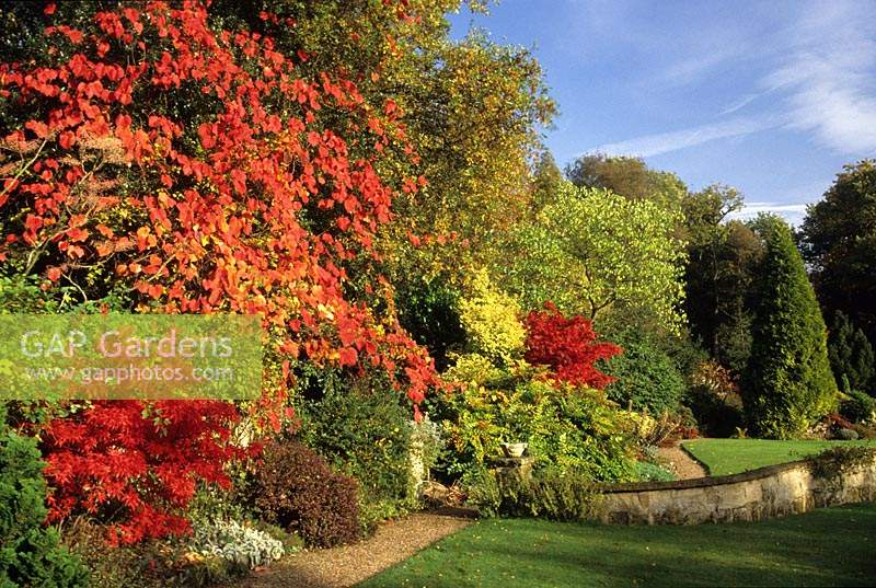 Brook Lodge Farm Cottage Surrey en automne jardin avec Acer palmatum cultivars rustiques Fuchsias et Vitis coignetiae