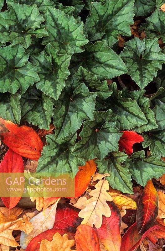 Cyclamen hederifolium laisse l'automne