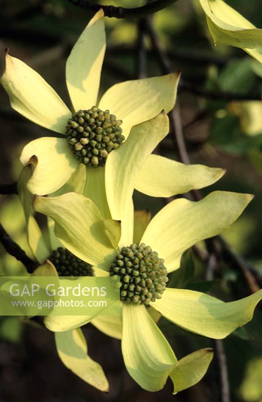 Cornus nutallii North Star