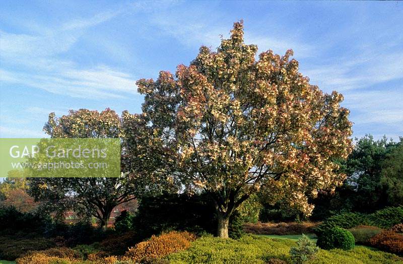 Valley Gardens Surrey Sorbus hupehensis en été