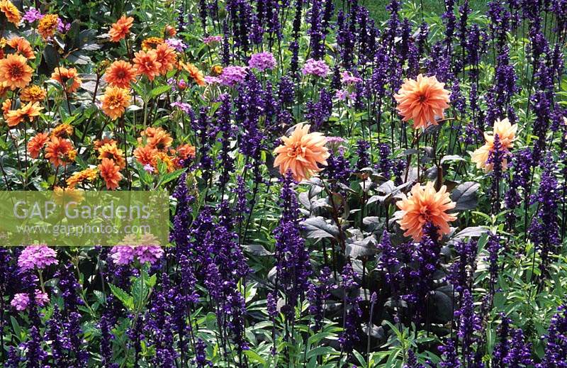 RHS Wisley Surrey annuelles d'été Salvia farinacea Rhea Dahlias Aylett s Gaiety and Harvest Amanda Verbena La France