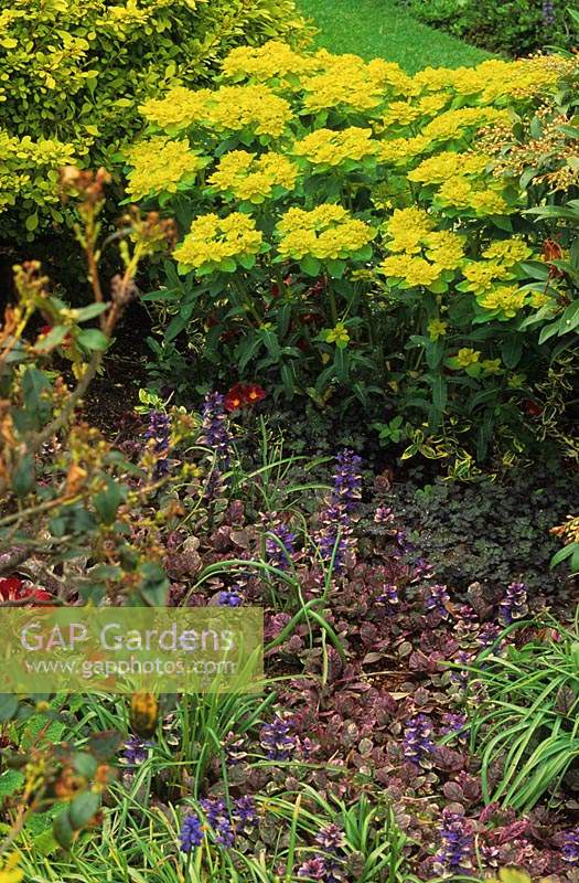 bugle Ajuga reptans Multicolor syn Rainbow avec Euphorbia polychroma