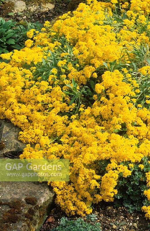 Poussière d'or Aurinia saxatilis Sulphurea syn Alyssum evergreen fleur d'été vivace mai plante de jardin jaune