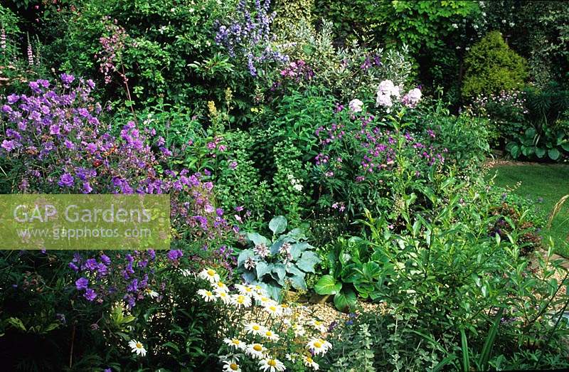 Ladywood Hampshire Geranium pratense Plenum Caeruleum en parterre mixte de jardin ombragé