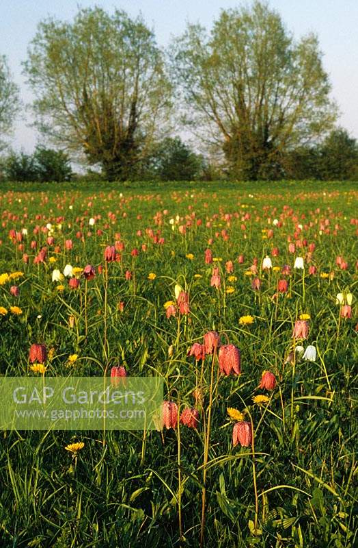 North Meadow Cricklade Gloucestershire au printemps avec avec des serpents tête fritillaires Fritillaria meleagris et pissenlits meadow