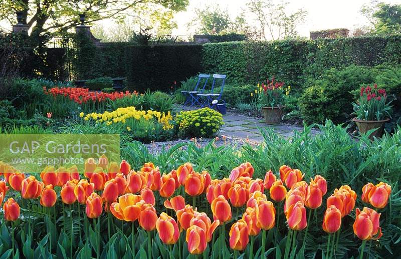 Wollerton Old Hall Jonquilles et tulipes Shropshire Empereur Orange Tulipa