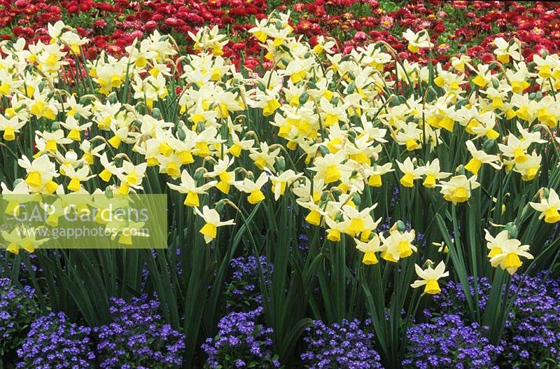 Programme de fleurs printanières jonquille Narcisse mardi s enfant et oublie-moi nots Myosotis Blue Ball et Bellis perennis garden