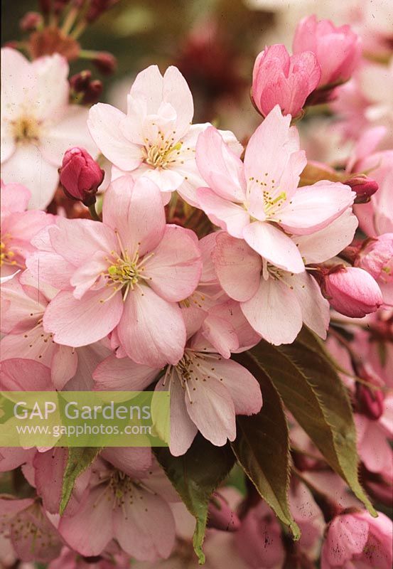 cerisier en fleurs Prunus serrulata Yae murasaki