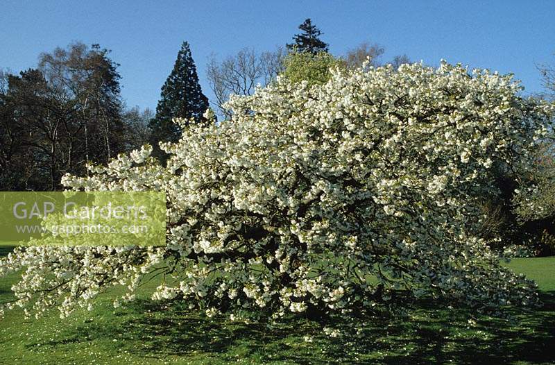 RHS Wisley Surrey cerisier en fleurs Prunus serrulata Shirotae