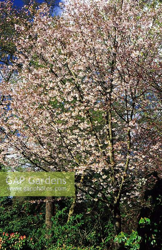 cerisier en fleurs Prunus serrulata gloire d'automne