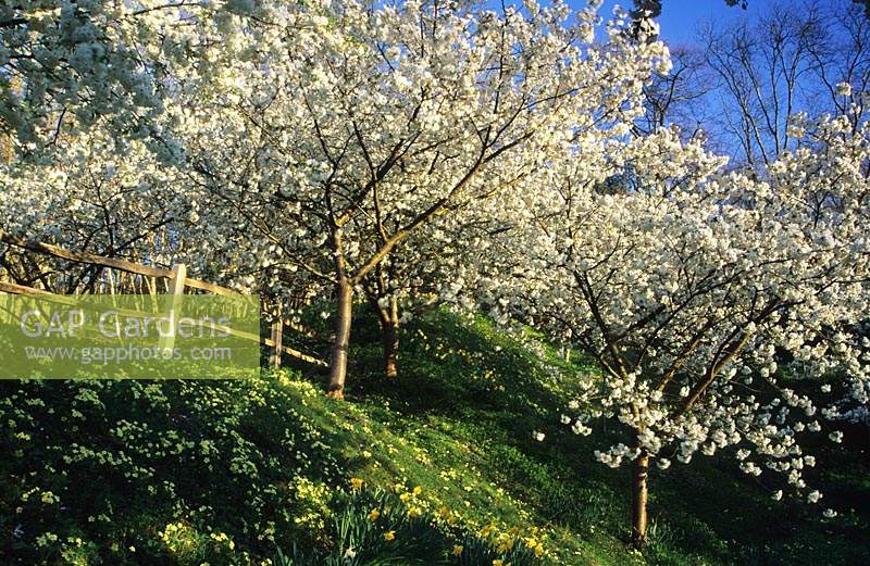 Willow Cottage Sussex cerisier en fleurs Prunus Taihaku sur banque avec primevères Primula vulgaris et clôture en bois