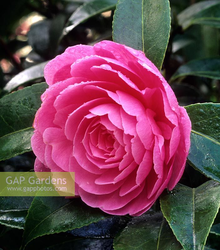 Camellia x williamsii Shocking Pink